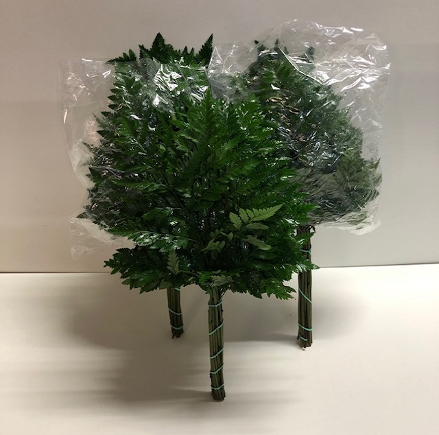 Leaf leder junior.jpg